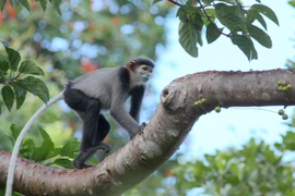 Voọc Chà vá chân đen tại Khu dự trữ sinh quyển Núi Chúa. (Ảnh TTXVN phát) 