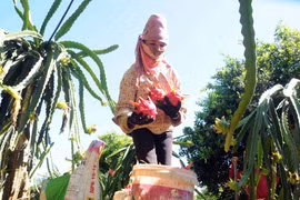 Thu hoạch thanh long ruột đỏ tại xã Phổng Lái (Thuận Châu, Sơn La). (Ảnh: Quang Quyết/TTXVN)