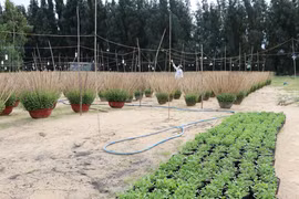 Do ảnh hưởng của thiên tai và dịch COVID-19 nông dân trồng hoa cúc ở Phú Yên đã bỏ đất trống không trồng, giảm gần một nửa sản lượng so với các năm trước. (Ảnh: Phạm Cường/TTXVN)