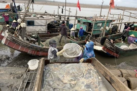 Vận chuyển sứa tại cảng cá Hoằng Trường, huyện Hoằng Hóa. (Ảnh: Khiếu Tư/TTXVN)