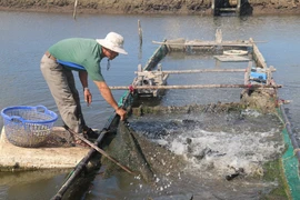 Anh Trần Quang Phú tại xã An Ngãi (Long Điền, Bà Rịa-Vũng Tàu) kiểm tra cá mú nuôi trong ao. (Ảnh: Hoàng Nhị/TTXVN)