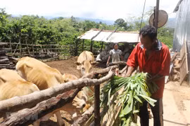 Ảnh minh họa. (Ảnh: Hoài Thu/TTXVN)