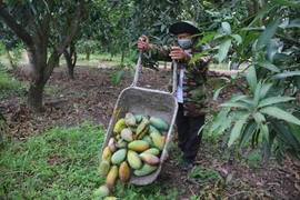 Ông Lê Thanh Đán, ở ấp Bình Thắng, xã Bình Châu, huyện Xuyên Mộc, để xoài tự rụng đầy gốc do giá bán quá rẻ. (Ảnh: Hoàng Nhị/TTXVN)