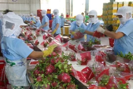 Sơ chế thanh long xuất khẩu ở Tiền Giang. (Ảnh: Minh Trí/TTXVN) 