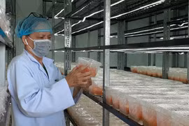 Phòng nuôi cấy nấm Đông trùng hạ Thảo của Công ty TNHH Đông trùng hạ thảo Trung Nhân, địa chỉ tại xã Tân Hưng, thành phố Bà Rịa. (Ảnh: Hoàng Nhị/TTXVN)