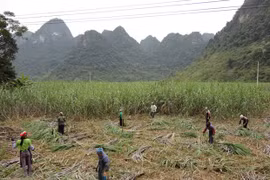 Người dân vùng trồng mía nguyên liệu thu hoạch mía. (Ảnh: Chu Hiệu/TTXVN) 