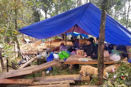 Người dân thôn 1, xã Trà Leng phải ở trong các lều dựng tạm sau khi xảy ra mưa lũ, sạt lở. (Ảnh: Đoàn Hữu Trung/TTXVN)