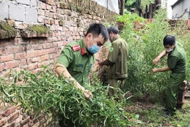 Lực lượng công an huyện Tam Dương, tỉnh Vĩnh Phúc tiến hành nhổ bỏ, thu giữ toàn bộ số cây cần sa trồng trái phép tại gia đình ông Nguyễn Văn Hội. (Ảnh: TTXVN phát)