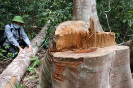 Lâm tặc cưa hạ những cây to trong lõi rừng để khai thác lâm sản. (Ảnh: Phạm Cường/TTXVN)