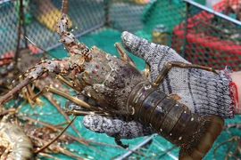 Giá tôm hùm xanh ở Phú Yên được thu mua với giá 700.000 đồng/kg, cao hơn năm 2020 khoảng 100.000 đồng/kg. (Ảnh: Phạm Cường/TTXVN)
