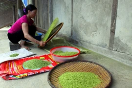 Sau khi giã, cốm Tú Lệ được đem sàng, sẩy để làm sạch trấu, kết thúc quy trình làm cốm. (Ảnh: Thế Duyệt/TTXVN)