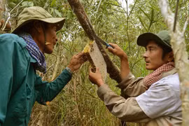 Nghề gác kèo mật ong ở U MInh Hạ, tỉnh Cà Mau. (Nguồn: hoinongdan.org) 