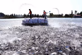Phát triển bền vững Tứ giác Long Xuyên - Vùng kinh tế động lực ĐBSCL