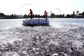 Phát triển bền vững Tứ giác Long Xuyên - Vùng kinh tế động lực ĐBSCL