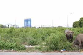 Ảnh chỉ có tính minh họa. (Nguồn: TTXVN)