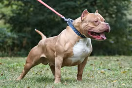 Chó Bully.
