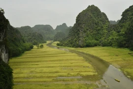 Những cánh đồng lúa nối tiếp như dệt lên bức thảm thiên nhiên giữa đất trời. (Ảnh: Đức Phương/TTXVN) 