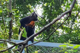 Cá thể voọc mẹ bao bọc rất kỹ cá thể voọc con mới sinh trong khu bảo tồn ngoại vi. (Ảnh: Đức Phương/TTXVN)