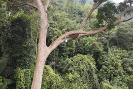 Cộng đồng người Bahnar được hưởng lợi và bảo vệ những diện tích rừng được giao khoán. (Ảnh: Hoài Nam/TTXVN)