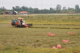 Thu hoạch lúa Hè Thu ở tỉnh An Giang. (Nguồn: TTXVN)