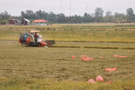 Thu hoạch lúa Hè Thu ở tỉnh An Giang. (Nguồn: TTXVN)