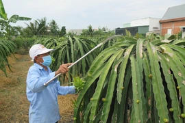 Ông Nguyễn Văn Vĩnh ở ấp Long Thành, xã Long Trì (Châu Thành, Long An) đã ứng dụng công nghệ cao vào trồng thanh long cho hiệu quả kinh tế. (Ảnh: Minh Hưng/TTXVN)