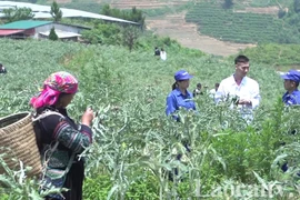 Vùng trồng atiso tại Sa Pa. (Nguồn: laocaitv.vn)