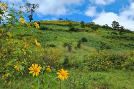 Đỉnh núi lừa Chư Đăng Ya (Chư Păh, Gia Lai) được nhuộm vàng bởi màu dã quỳ rực rỡ. (Ảnh: Hồng Điệp/TTXVN) 