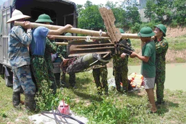 Lực lượng công binh di dời bom về nơi an toàn. (Ảnh: Đinh Tuấn/TTXVN)