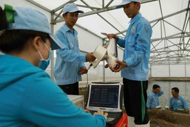 Kiểm tra mã số được ứng dụng gắn chip điện tử vào cá để theo dõi cho sinh sản theo cặp bố mẹ, đảm bảo cho chất lượng con giống tốt nhất. (Ảnh: Phạm Hậu/TTXVN)