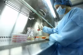 Quá trình phân lập virus của nhóm các nhà khoa học nữ tại Viện Vệ sinh Dịch tễ Trung ương. (Ảnh: Anh Tuấn/TTXVN)