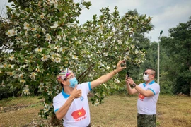 [Photo] Du lịch Bình Liêu: ‘Sắc màu hoa sở-Đông Bắc mùa Xuân về’ 