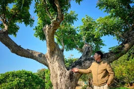 [Photo] Độc đáo đồi nhãn cổ thụ gần trăm tuổi ở vùng đất Chí Linh