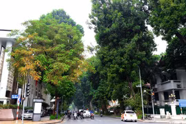 [Photo] Ngắm nhìn những tuyến phố rợp bóng cây xanh ở Hà Nội