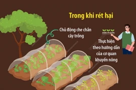 Biện pháp phòng chống rét đậm, rét hại đối với cây trồng