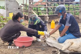 Ảnh minh họa. (Nguồn: TTXVN)