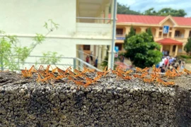 Châu chấu tre lưng vàng xuất hiện gây hại cho cây trồng tại xã Thiện Hòa, huyện Bình Gia, tỉnh Lạng Sơn. (Ảnh: TTXVN phát)
