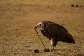 Một con kền kền ăn phân chó hoang châu Phi ở Công viên quốc gia South Luangwa của Zambia. (Nguồn: Nature Picture Library)