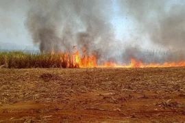 Diện tích mía bị cháy. (Ảnh: Dư Toán/TTXVN)