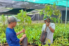 Cây sầu riêng giống tăng từ 10.000đ lên 30.000đ/cây. (Ảnh: K GỬIH/TTXVN)