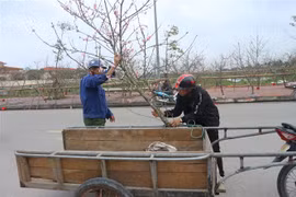 Người dân mua đào Tết. (Ảnh: Hoàng Ngà/TTXVN)