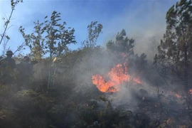 (Ảnh minh họa: Nguyễn Oanh/TTXVN)