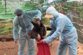 Thu gom gà chết để đưa đi tiêu hủy. (Ảnh: Thế Lập/TTXVN)