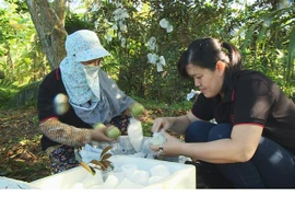 Nông dân Tiền Giang phân loại vú sữa trước khi bán cho doanh nghiệp xuất khẩu. (Ảnh: Nam Thái/TTXVN)