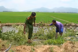 Công an huyện Tri Tôn, An Giang tiến hành nhổ bỏ, tiêu hủy toàn bộ 32 cây cần sa trồng trái phép trong nhà ông Nguyễn Văn Út. (Ảnh: TTXVN phát)