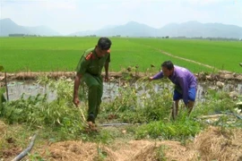 Công an huyện Tri Tôn, An Giang tiến hành nhổ bỏ, tiêu hủy toàn bộ 32 cây cần sa trồng trái phép trong nhà ông Nguyễn Văn Út. (Ảnh: TTXVN phát)