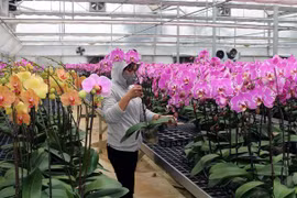 Chăm sóc lan hồ điệp. (Ảnh minh họa. Nguồn: TTXVN)
