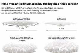 Rừng mưa nhiệt đới Amazon lưu trữ bao nhiêu carbon?