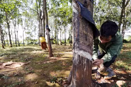 Khai thác mủ cao su. (Ảnh minh họa: Trần Việt/TTXVN)