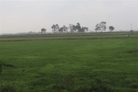 Đồng ruộng tại xã Phú Xuân, huyện Bình Xuyên (Vĩnh Phúc) rộng hàng trăm ha, phần lớn bị bỏ hoang. (Ảnh: Nguyễn Trọng Lịch/TTXVN)